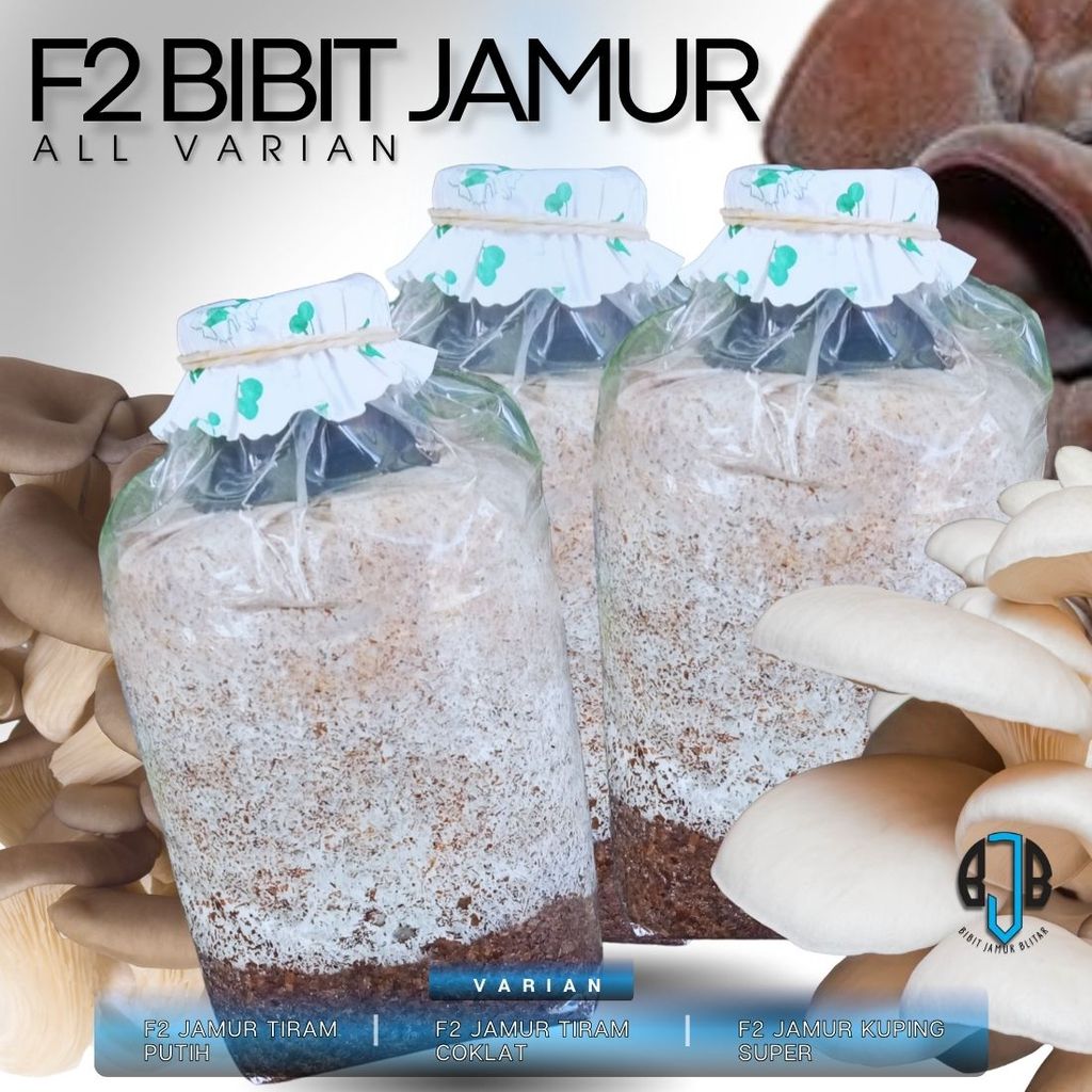 Bibit Jamur F2 | Pilihan Ada 3 Varian Jamur Tiram Putih - Coklat - Kuping Benih Kualitas Unggul Siap