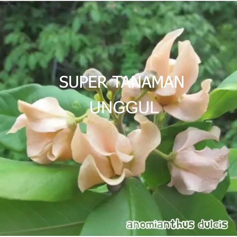 Biji Bunga Kenanga Putih / Uvaria Dulcis