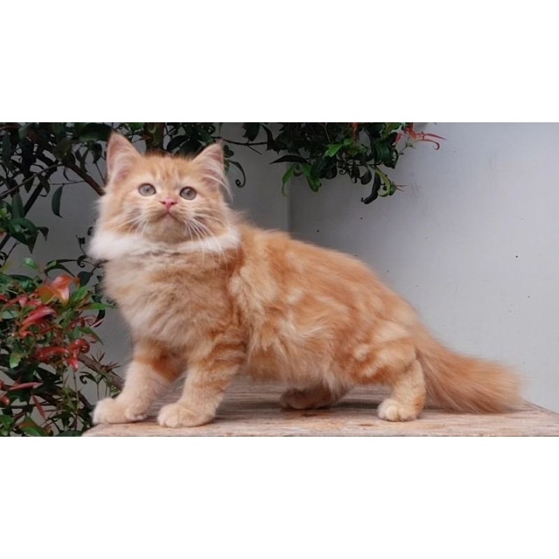 KUCING PERSIA MEDIUM BETINA 3 BULAN OREN GEMOY