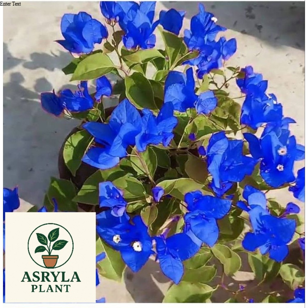 (PROMO) ( BISA COD ) TERMURAH Tanaman Hias Bougenville Bunga Biru - Bibit Bougenville