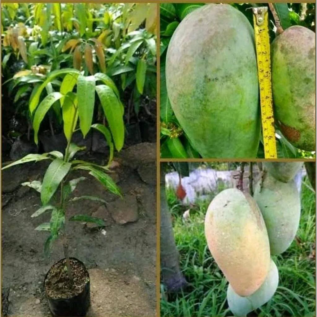 Bibit Tanaman Buah Mangga Kiojay Thailand Tabulampot Okulasi // Tanaman Bibit mangga kiojay jumbo bi