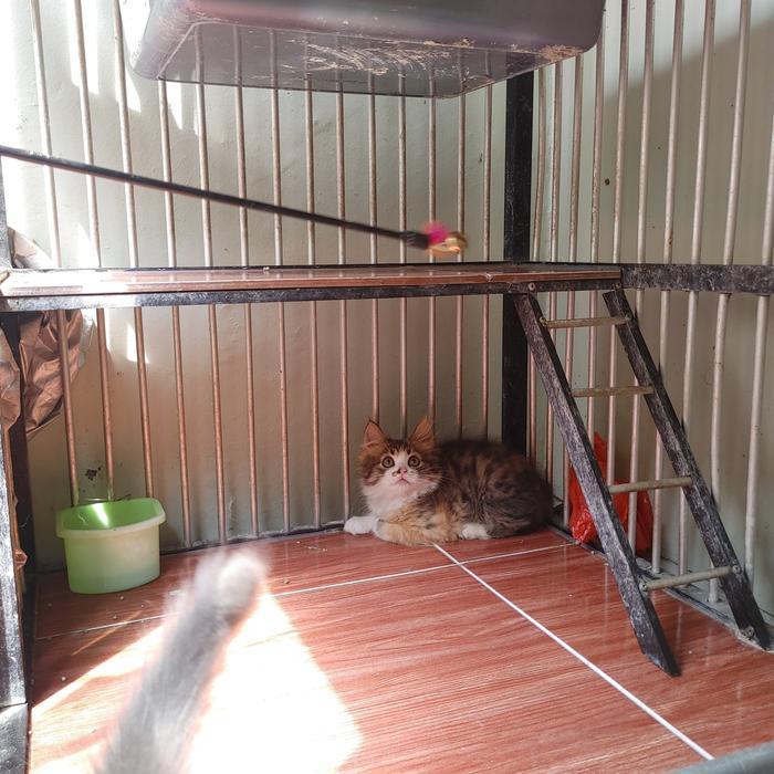 kucing kitten persia medium blue solid, silver, calico - calico betina 2