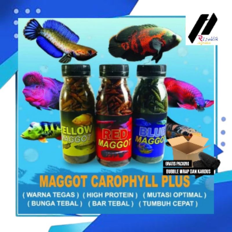 Maggot Kering Carophyll Blue Yellow Red / Maggot Kering/Maggot/Maggot Carophyll