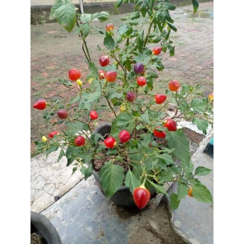 paket 3 Benih Cabe Hias RED CHUPETINHO -MYSEEDGARDEN