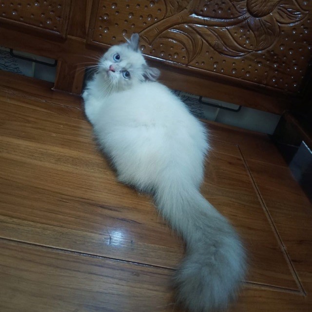 pure ragdoll jantan 5 bulan