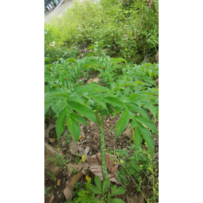 bibit pohon suweg/bibit tanaman suweg