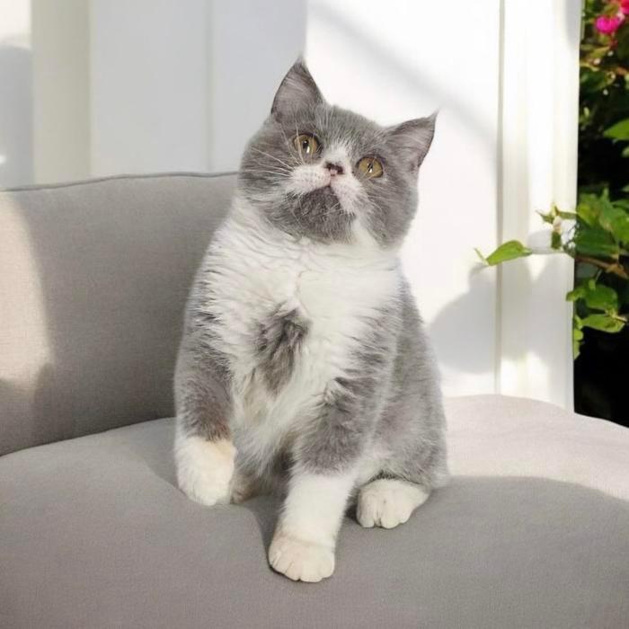 Kucing british shorthair abu putih bicolour favorite