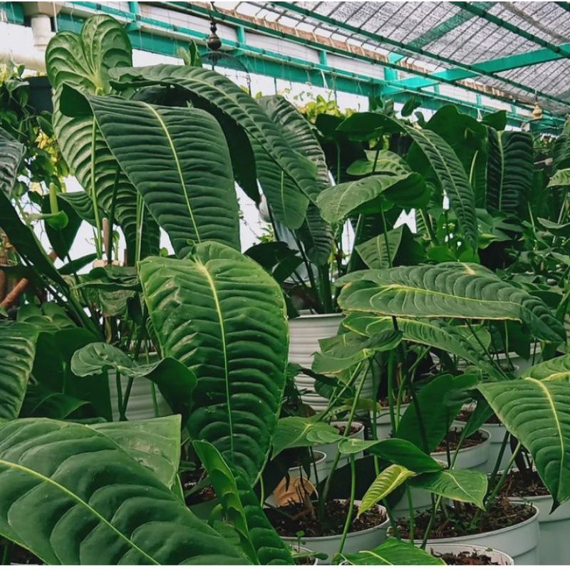 PROMO Bibit/Biji Anturium Veitchii Ori Tisu Lembut