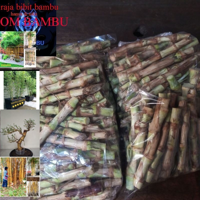 bibit rumput odot isi 50 batang