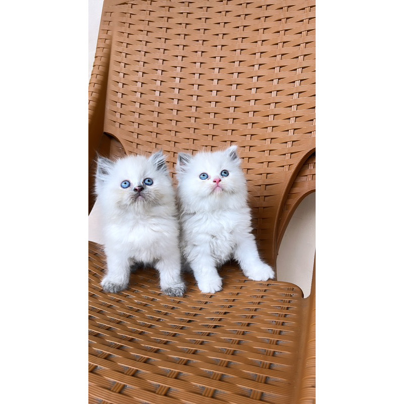 anakan kucing persia kitten