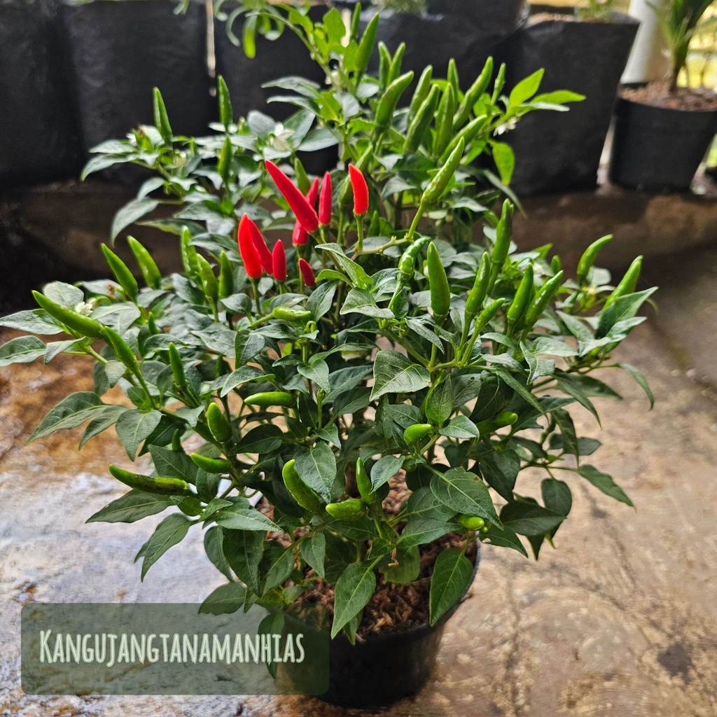 PAKET 4 POT TANAMAN CABE RAWIT ( SUDAH BERBUAH BUKAN BERUPA BIBIT/BIJI) | tanaman hidup krisan aster