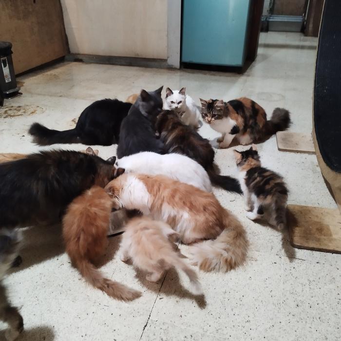 semi hibah kucing keturunan mainecoon, ragdoll dan persia