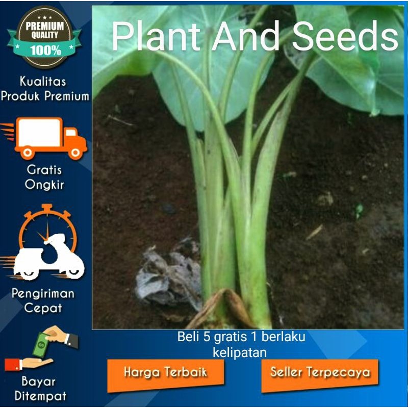 BIBIT TALAS KETAN WANGI ROMA UMBI KUNING JUMBO KHAS BOGOR (RGL)