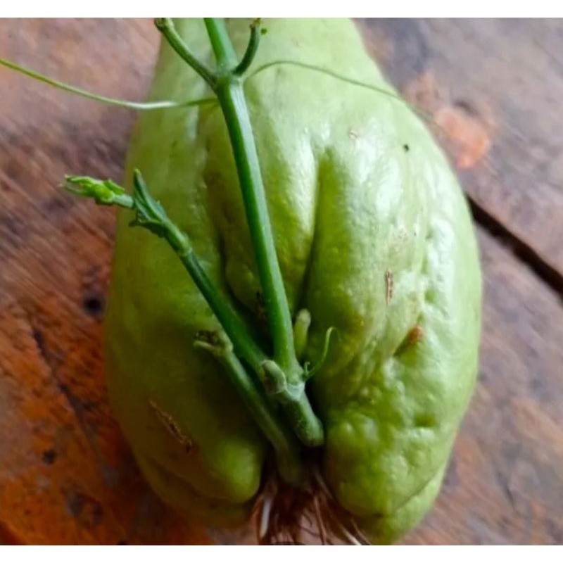 Bibit Labu Siam Jumbo Bandung Unggulan Berbuah Lebat AM