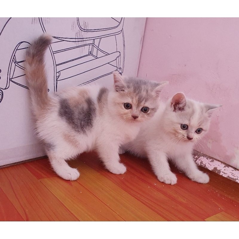 kucing british shorthair BSH betina indukan dan kitten Non ped