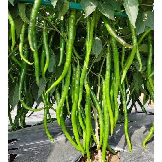 Benih Cabe Merah Keriting AKAR 50butir biji- CMK AKAR - Bibit Cabe AKAR