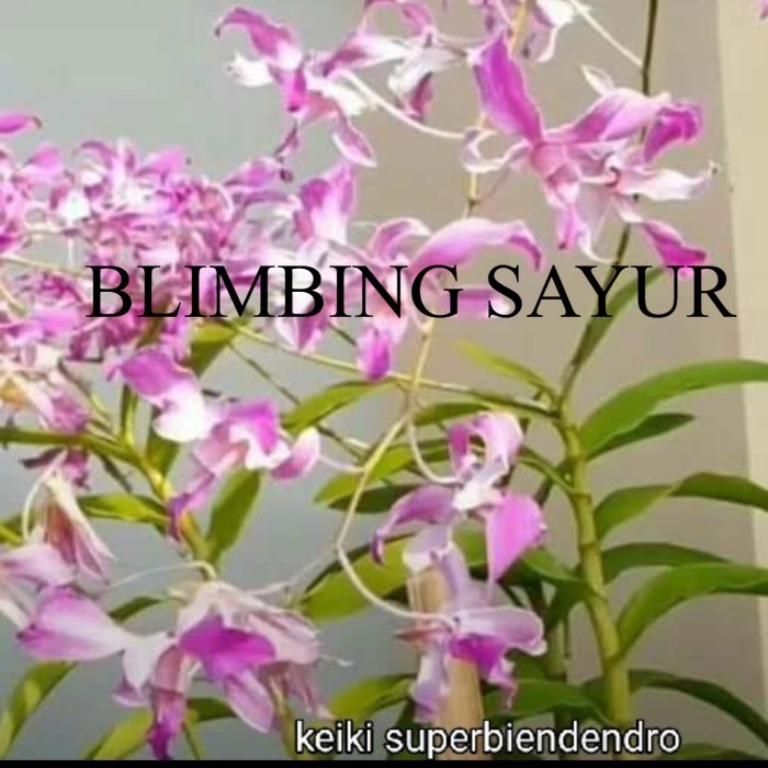 (PROMO MURAH) A.L anggrek dendrobium superbien dewasa serumpun