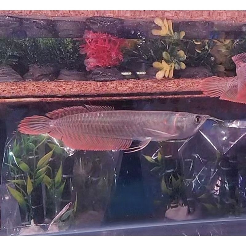 Arwana Silver Red 10-13 cm/ Ikan Arwana Silver Red