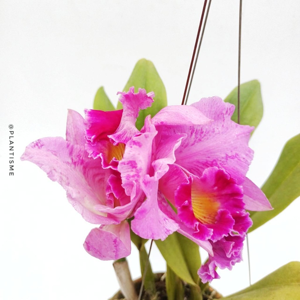 Tanaman Hias – Crimson Cattleya Orchid Cattleya labiata Anggrek Merah Tua Bunga Besar Wangi Koleksi 