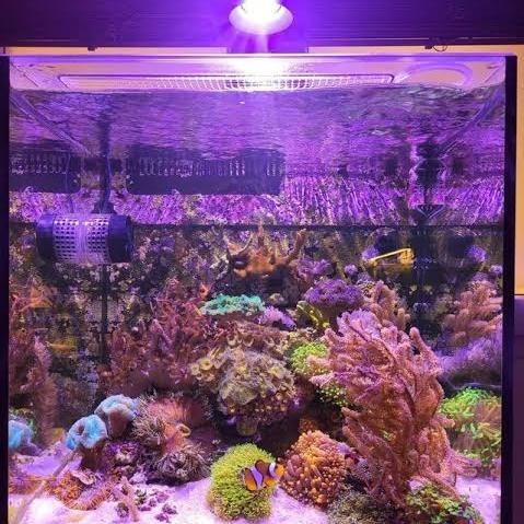 Lampu Tanaman - Biolight LED Grow Lamp Tempel Kaca Aquarium Aquascape Paludarium Suction Mount