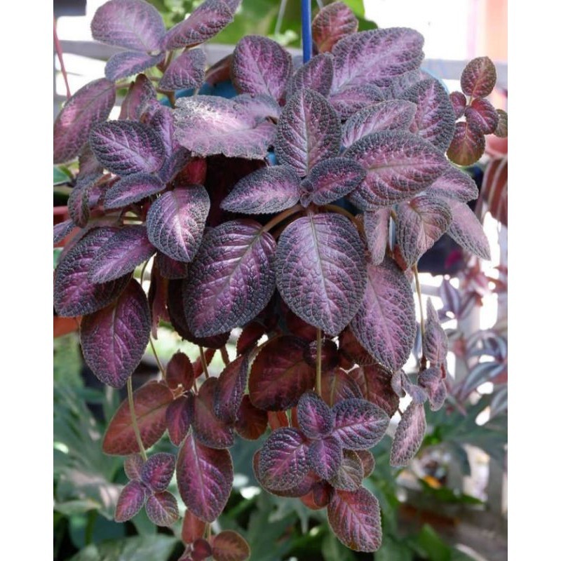 Tanaman Hias Episcia merah - tanaman - episcia