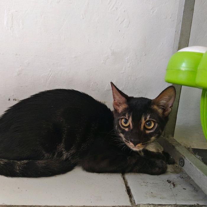 Hewan Peliharaan Kitten Bengal Charcoal Jantan - Jantan