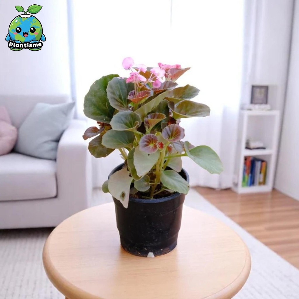 Tanaman Hias – Pink Wax Begonia Plant Begonia × Semperflorens-Cultorum Pink Bedding Begonia