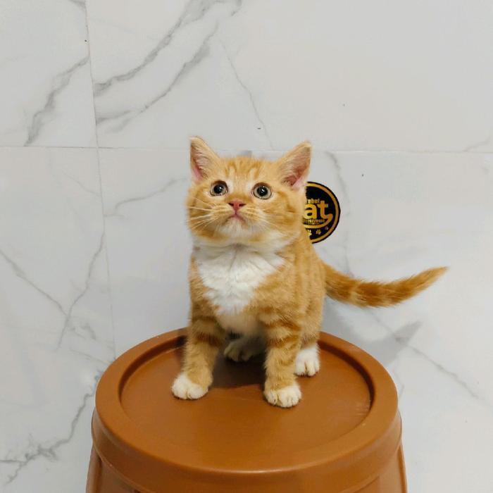 kucing britishshort hair bicolor oren putih kaus kaki