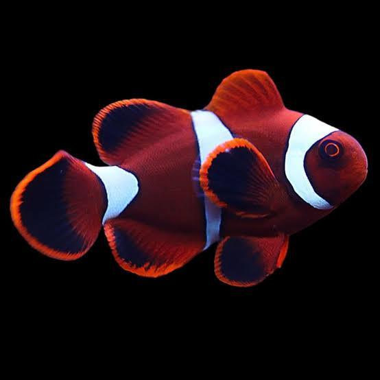 ikan hias laut nemo balong - ML