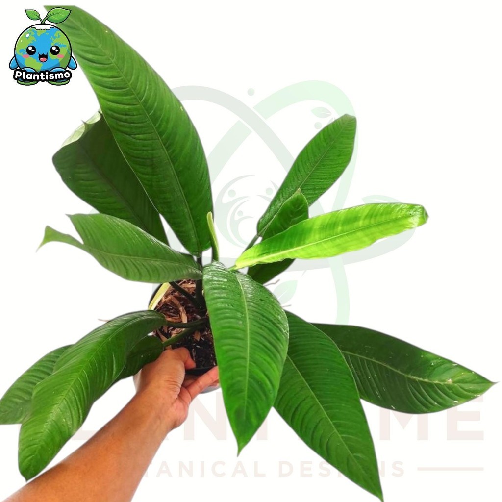 Tanaman Hias – Lynette Plant Philodendron Campii 'Lynette' Philodendron Campii Aroid Eksotis