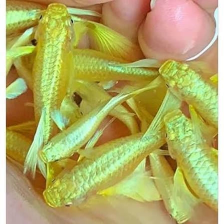 guppy gold sepasang jantan betina gupy