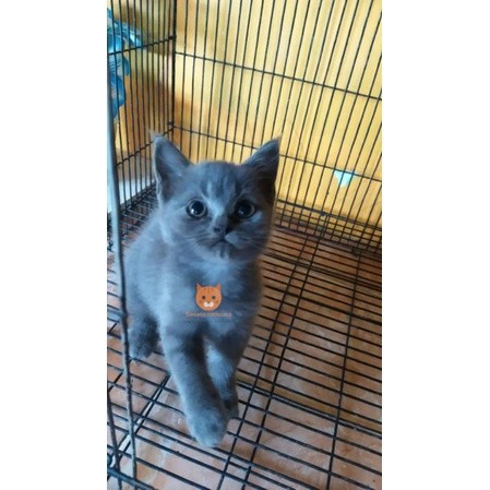 kucing shorthair abu solid Persia British