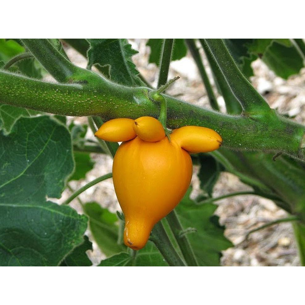 4 benih biji terong susu