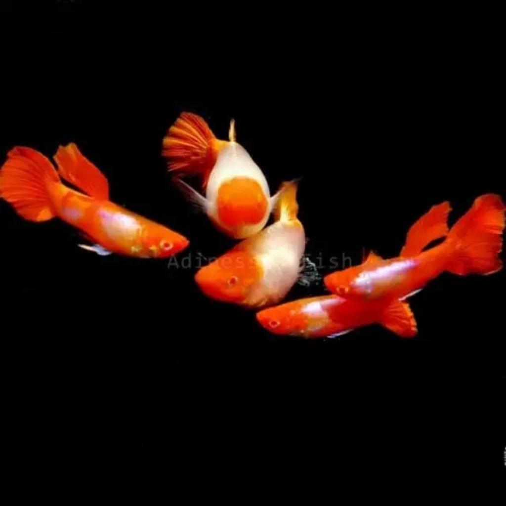 ikan hias Guppy plat red koi jantan betina SEPASANG