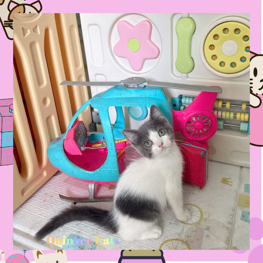 Kucing BSH x Persia Jantan Blue Harlequin / Abu Putih shorthair