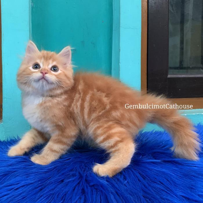 Kucing Kitten Persia Mix Mainecoon Bigbone Longhair Bulu Kapas - Red Tabby