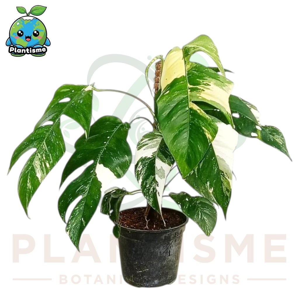Dekorasi Tanaman Hias – Split White Epipremnum Pinnatum Monstera Albo Variegata Plant Epipremnum Pin