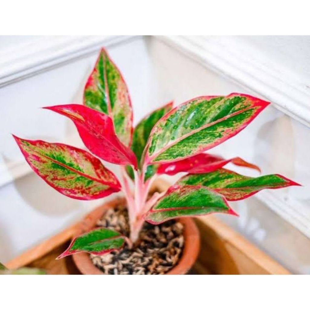 Tanaman Hias Aglonema Lipstik / Pohon Aglonema Lipstik