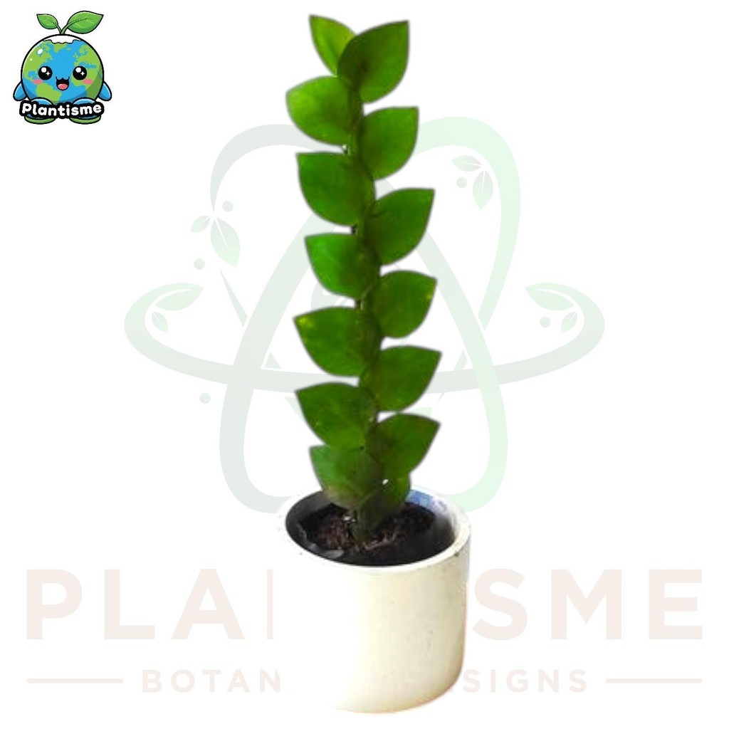 Tanaman Hias – Rhaphidophora Hayi Shingle Plant Shingal Climbing Creeper Daun Dolar Rambat Besar