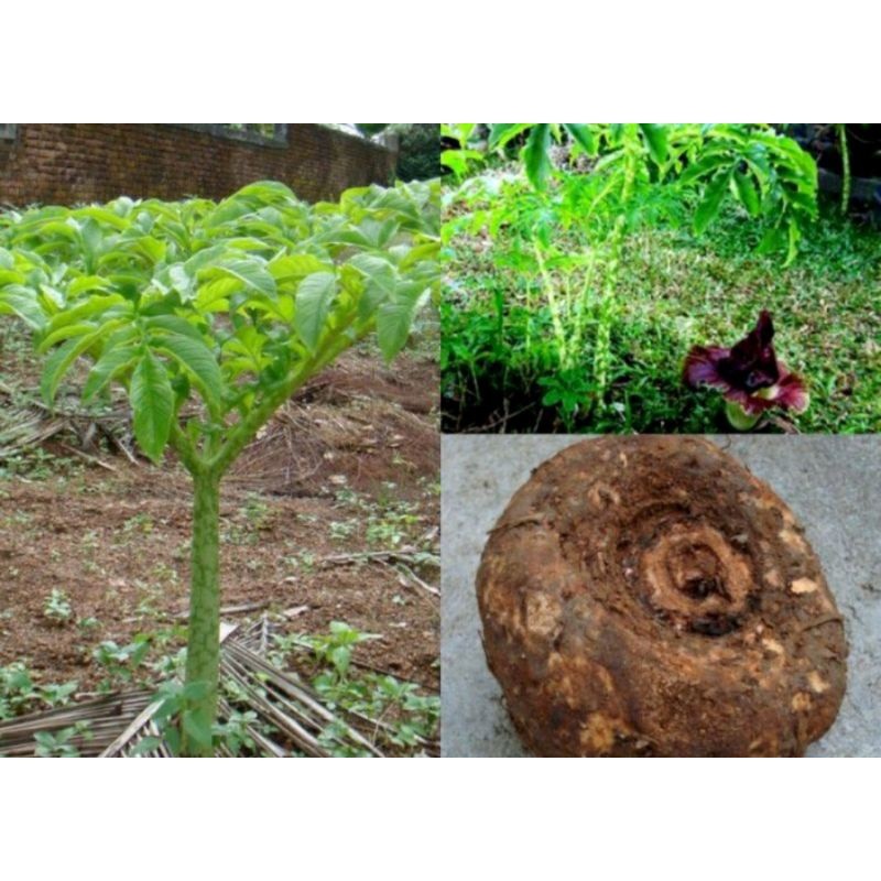 Bibit Ubi Suweg/Bunga Bangkai Benih Hidup Umbi Suweg Segar Fresh 1kg Untuk bibit dan di konsumsi