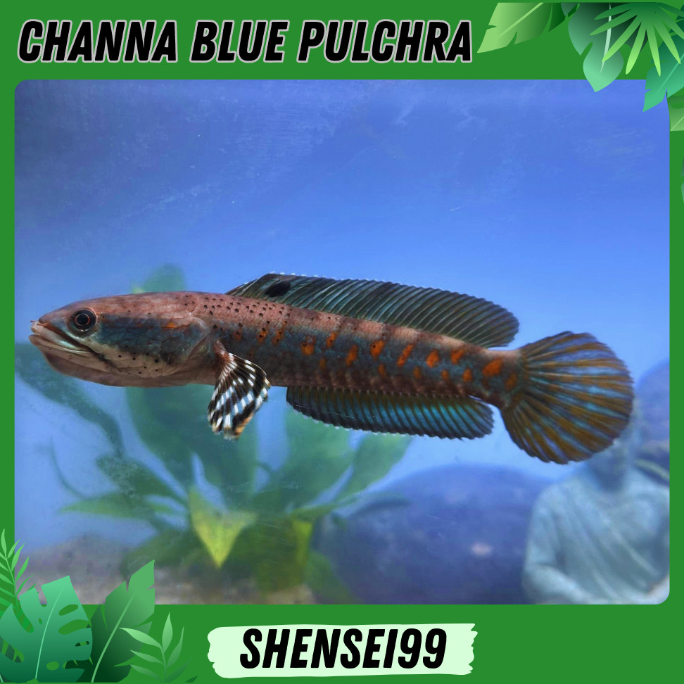 Ikan Chana Channa Blue Pulchra FULL PELET - gabus hias biru pulchra