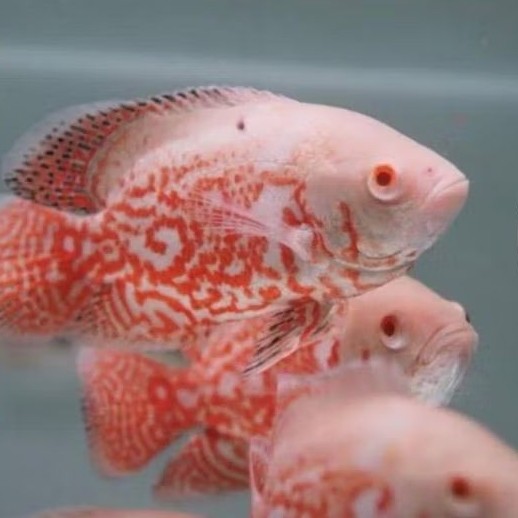 IKAN  Oscar nemo albino Original size 7-9 BISA COD