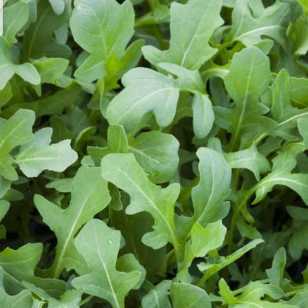 150 Rocket Salad Arugula Lettuce seeds Garden Seeds Plant seeds Vegetable seeds