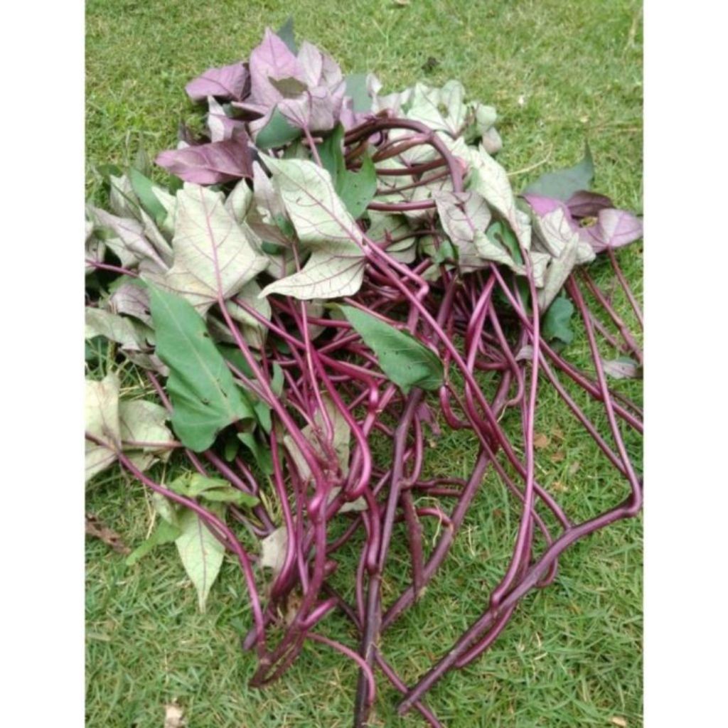 bibit ubi jalar ungu