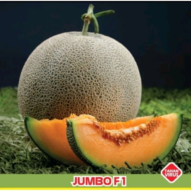 500 Biji Benih Melon Jumbo F1