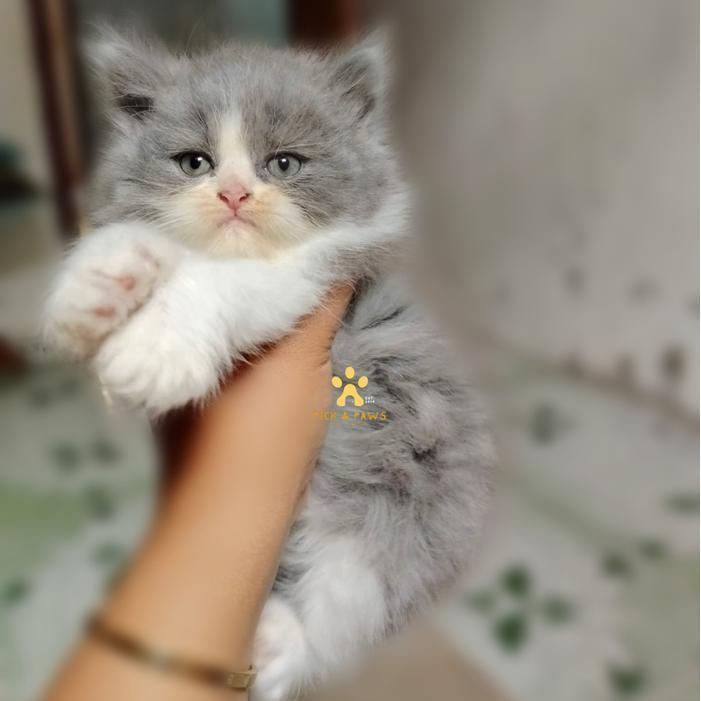 Kucing Persia Flatnose Big Bone Bicolor Abu Putih Betina Kitten