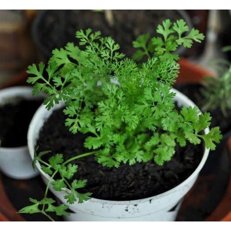 Bibit Tanaman Ketumbar / Daun Ketumbar / Cilantro
