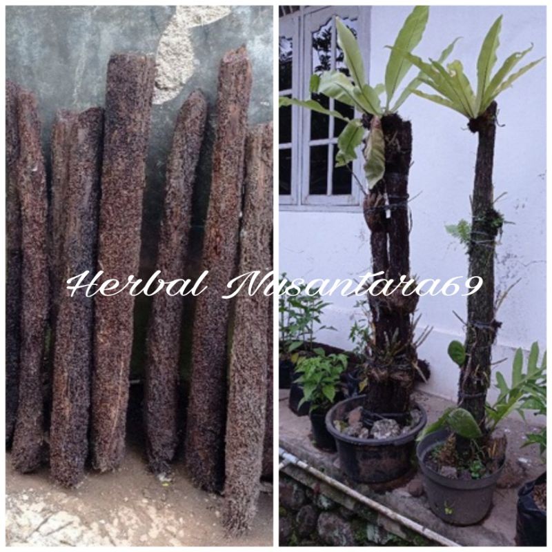 Batang Pohon Pakis Dekorasi Tinggi 75cm Lebar 8cm