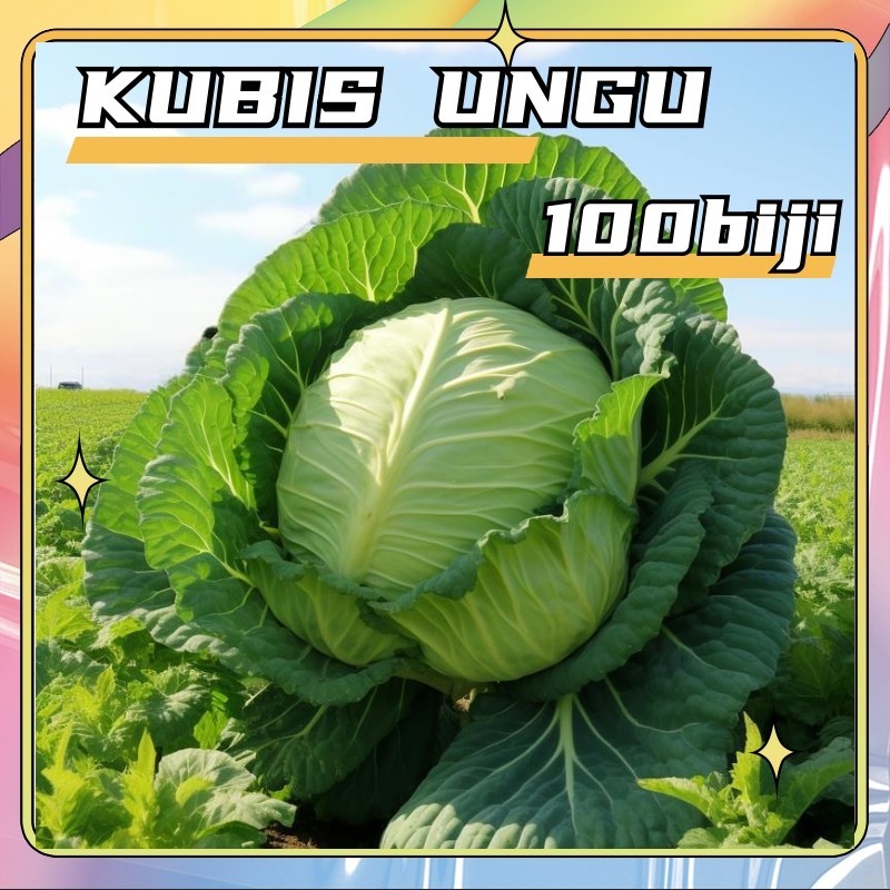 isi 100 Benih Kol Kubis Hijau F1 Sehati Dataran Rendah