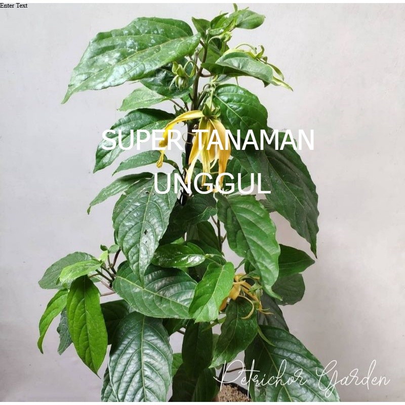 Bunga kenanga kuning super wangi